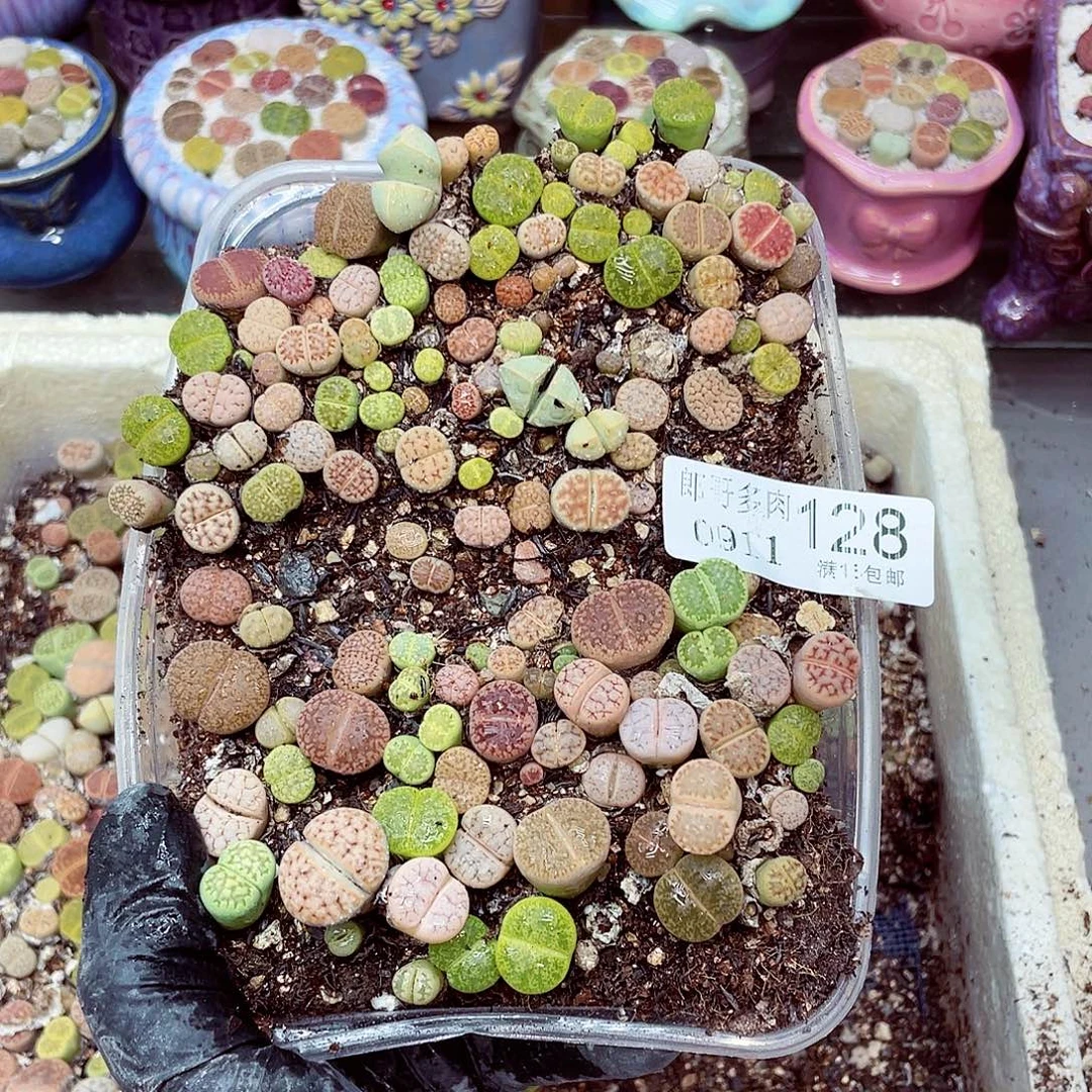 生石花18包邮0911-128