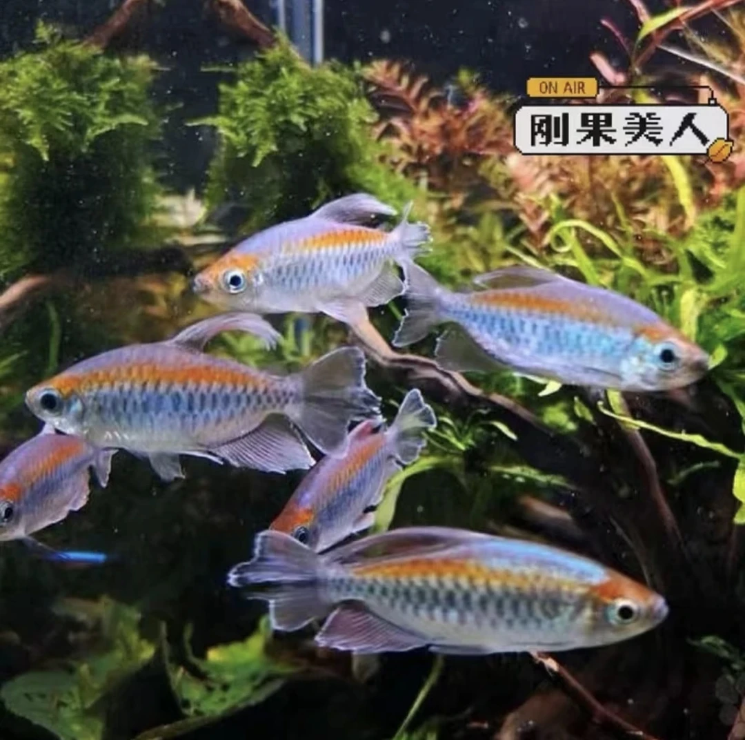 刚果美人鱼草缸群游鱼淡水混养好养小鱼热带淡水小型观赏鱼活体