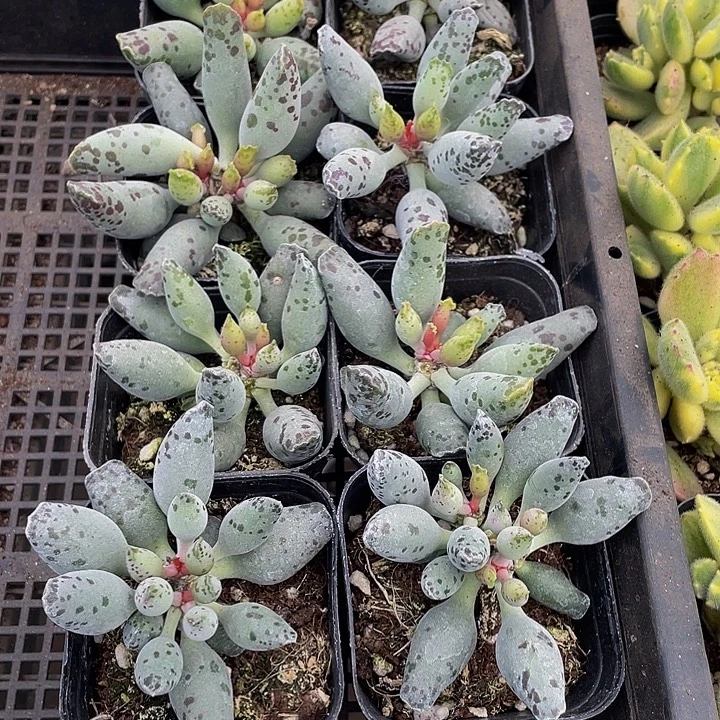 大海豹带盆土发货