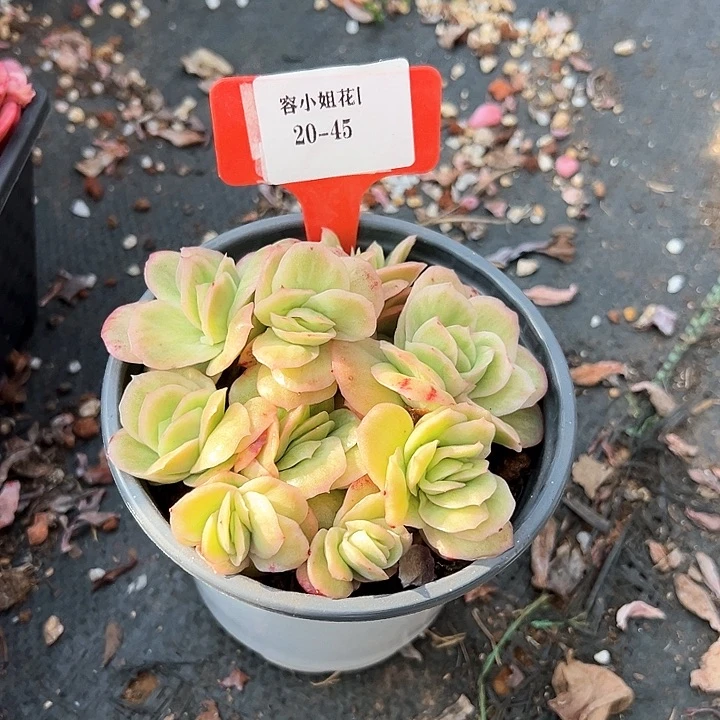 20.45玫瑰带盆2个多肉植物