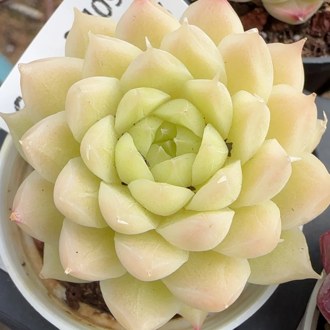 花语逸境0209-619