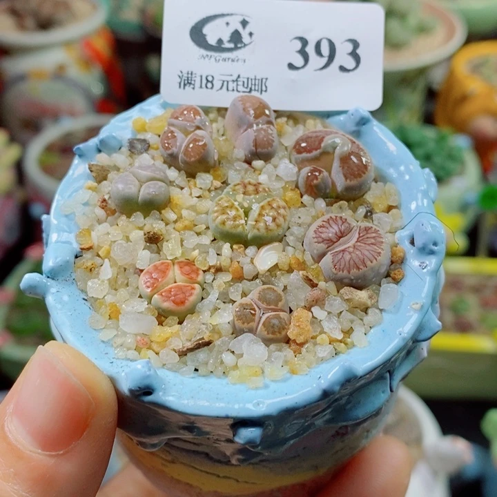生石花花花花花花花393
