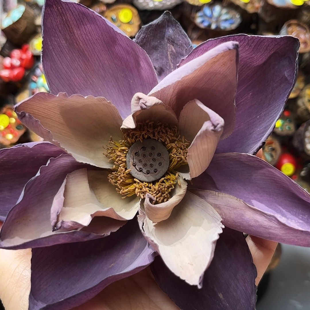 核桃木/黑胡桃(胡桃木)荷花