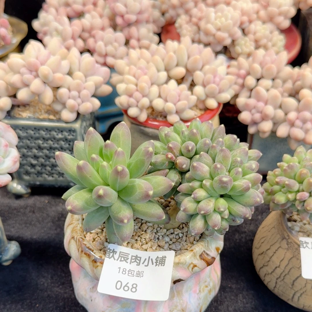 多肉植物  068 千代田之松缀