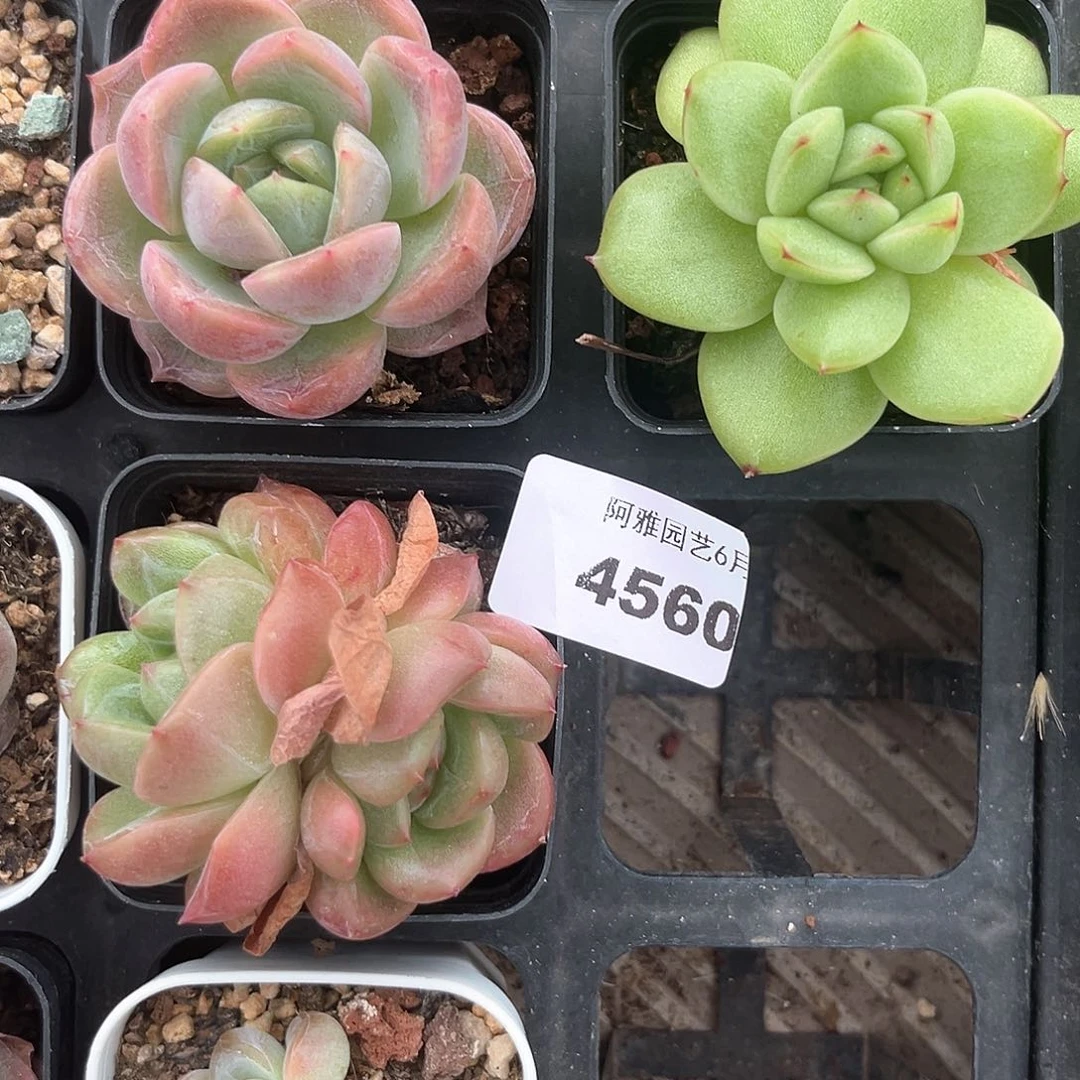 阿雅园艺。    4560
