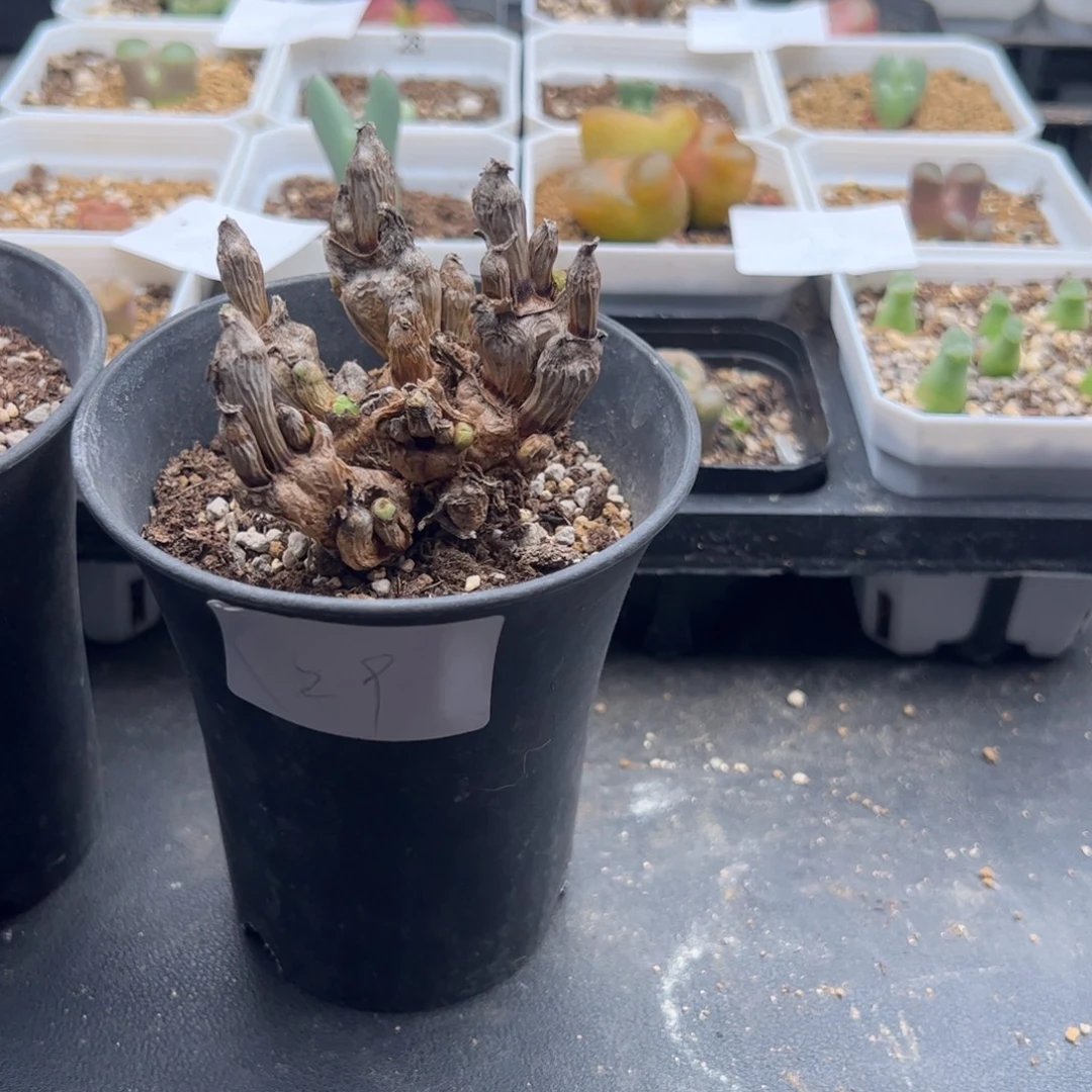 ૮****8.22兔子多肉植物29