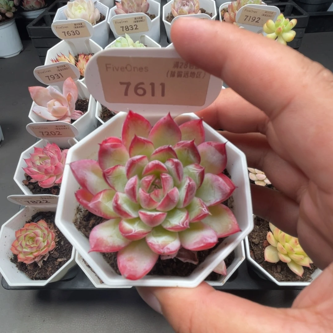 7611西西里5.0厘米