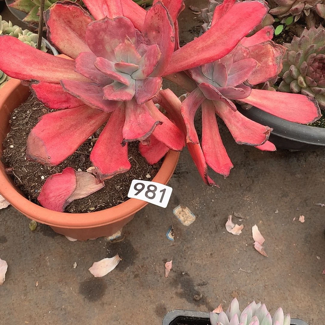 981钻石锦一物一拍多肉