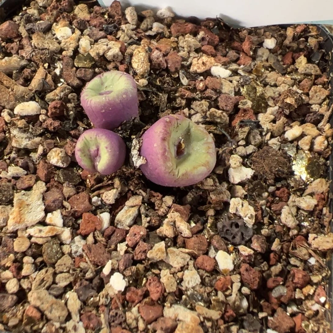 2-61肉锥多肉植物，