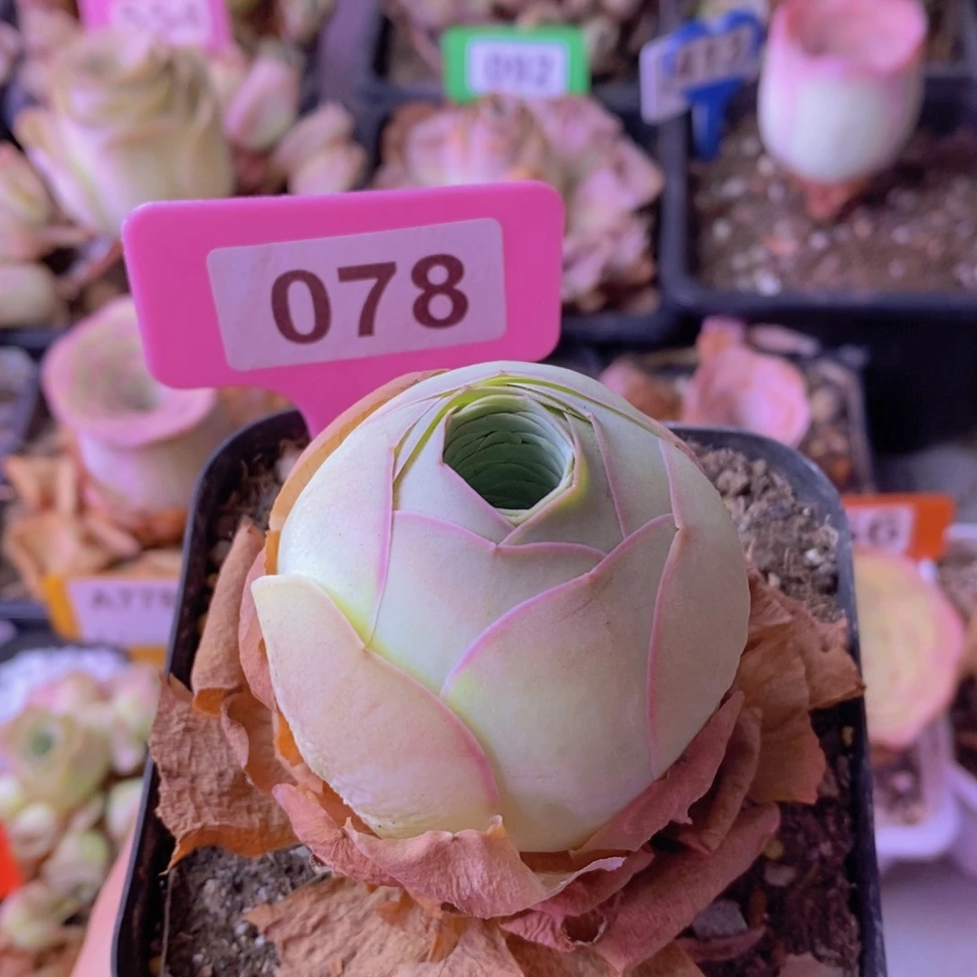 山地玫瑰一物一拍078