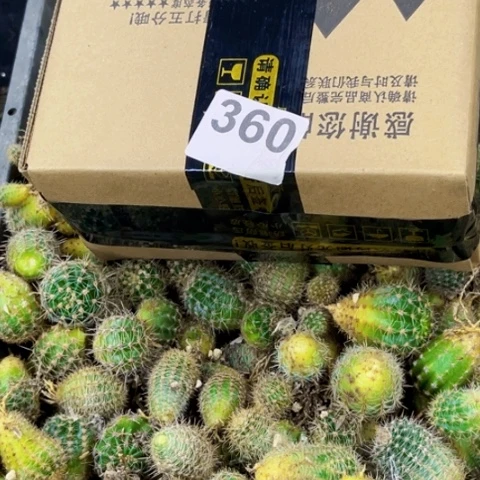 360彩草侧一物一图如图
