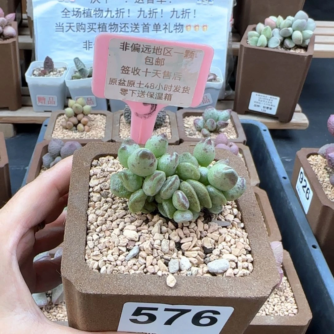 576鼓槌多肉植物