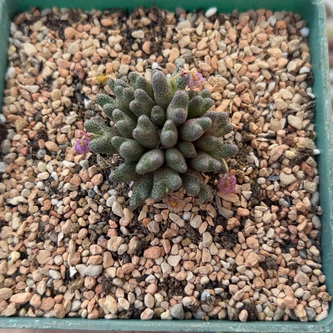 530斑马32头带盆土发货