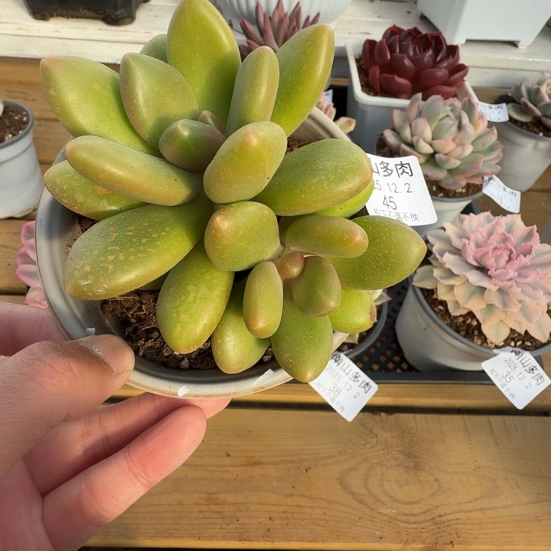 芒果奶11111122-45