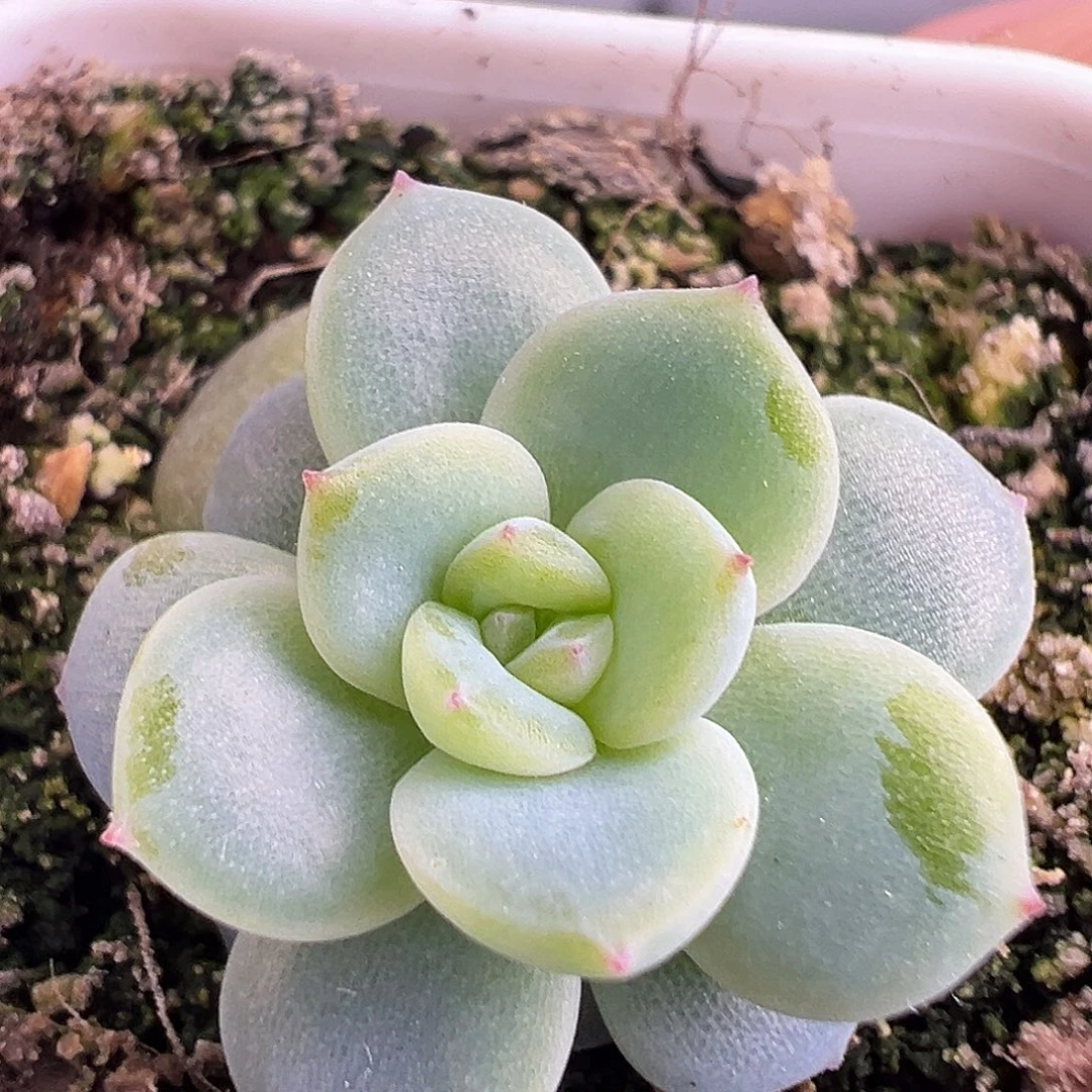 西米露 白心定繁。