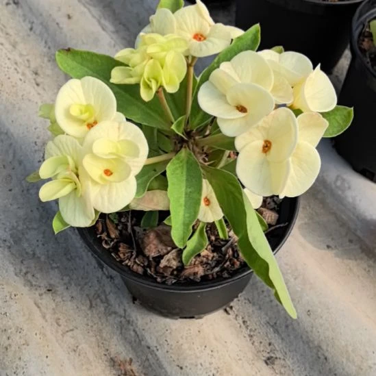 阿***提完全开放婚纱直播间一物一拍