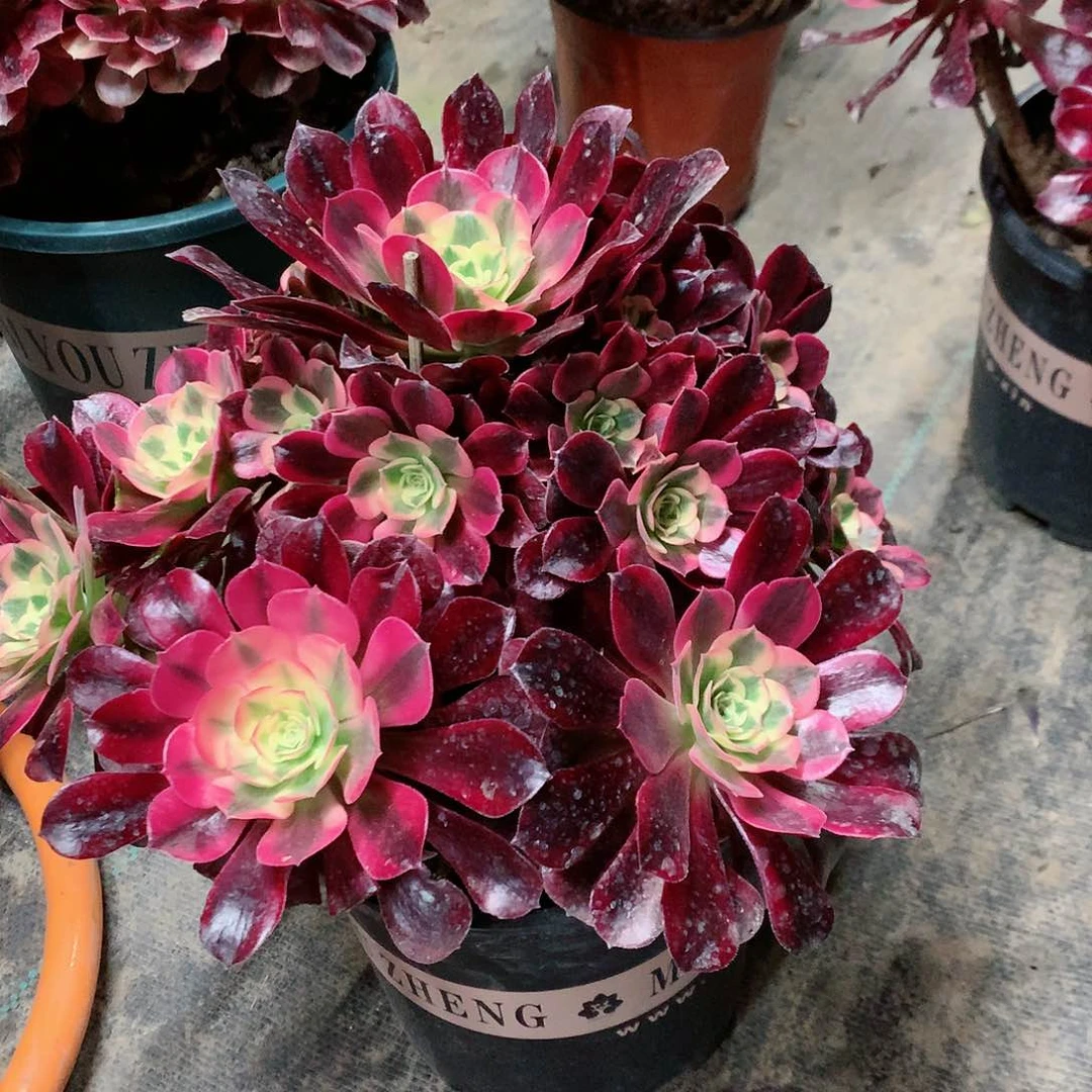 【闪购商品】艳*美杜莎，多肉