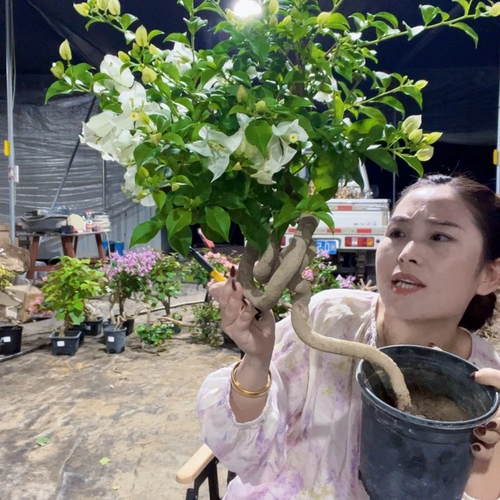 当前无花栽培后可以开花