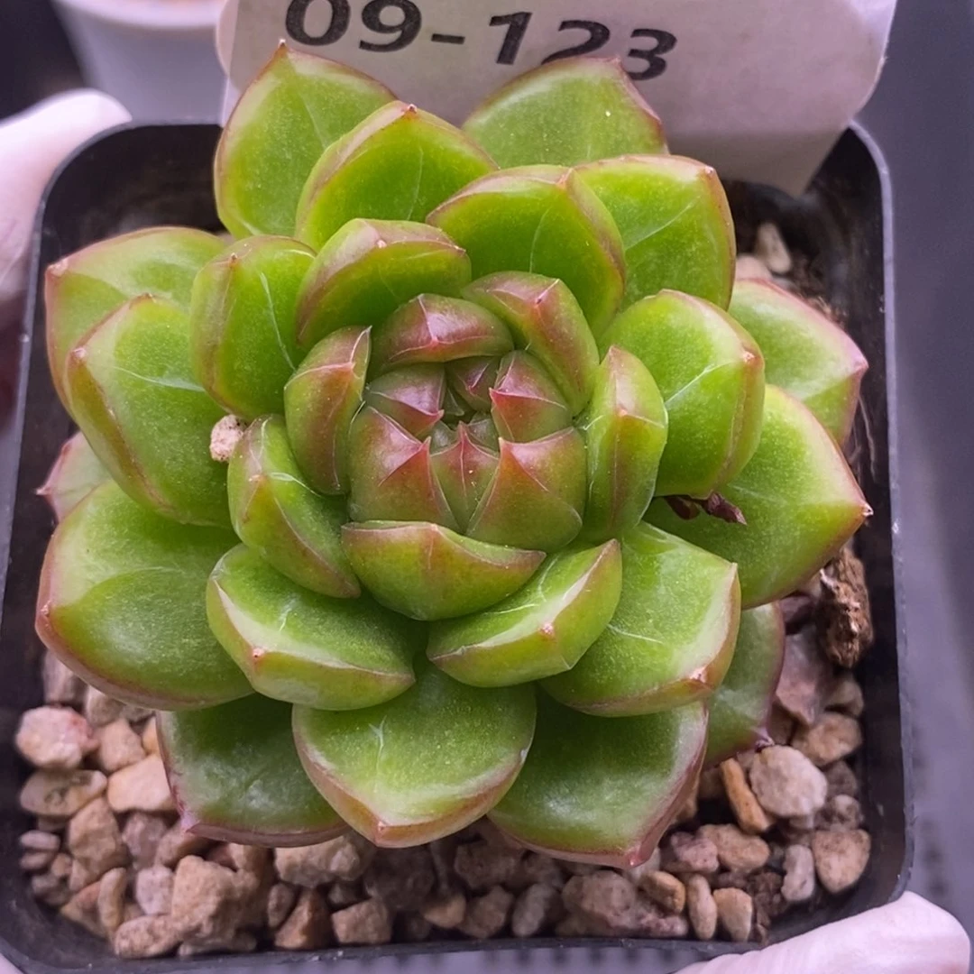 【闪购商品】09-123
