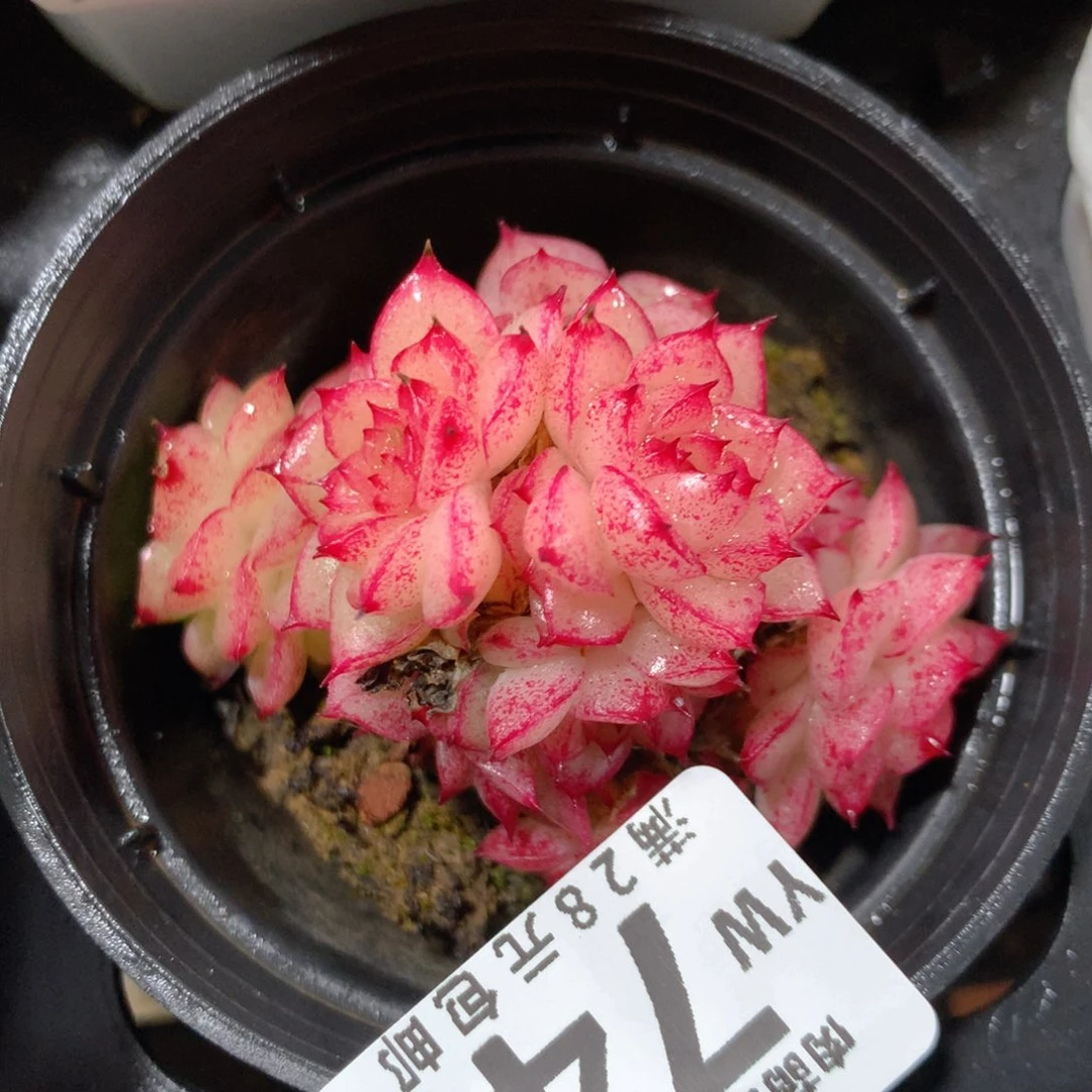 5CM拇指盆精控多肉YW749