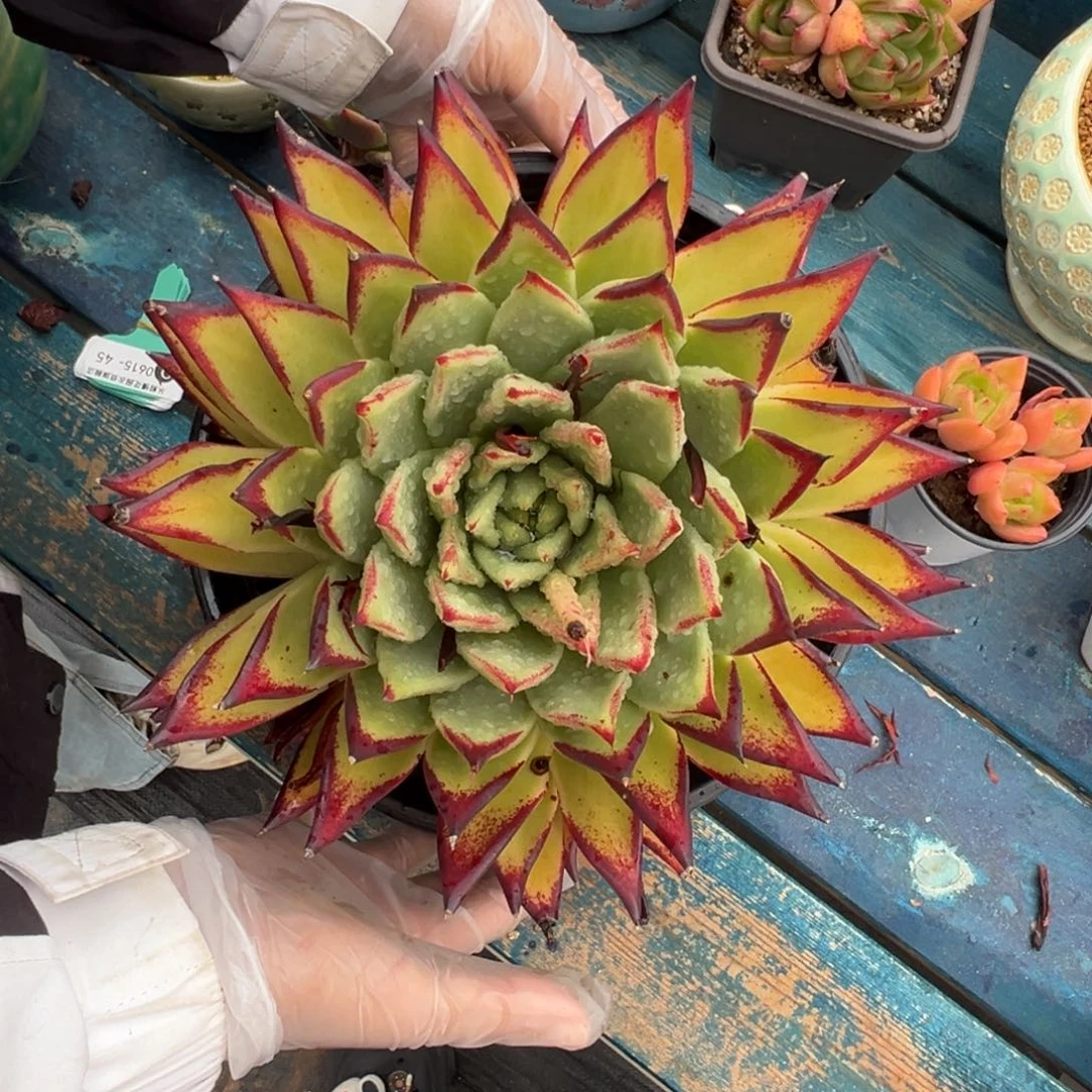 小*从前慢多肉精选编号0615.45带盆