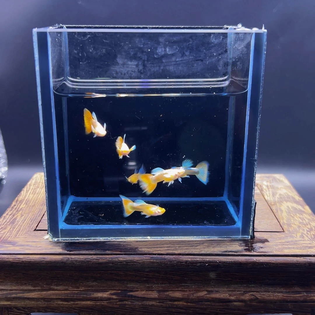 海水鱼火烧云六公三母