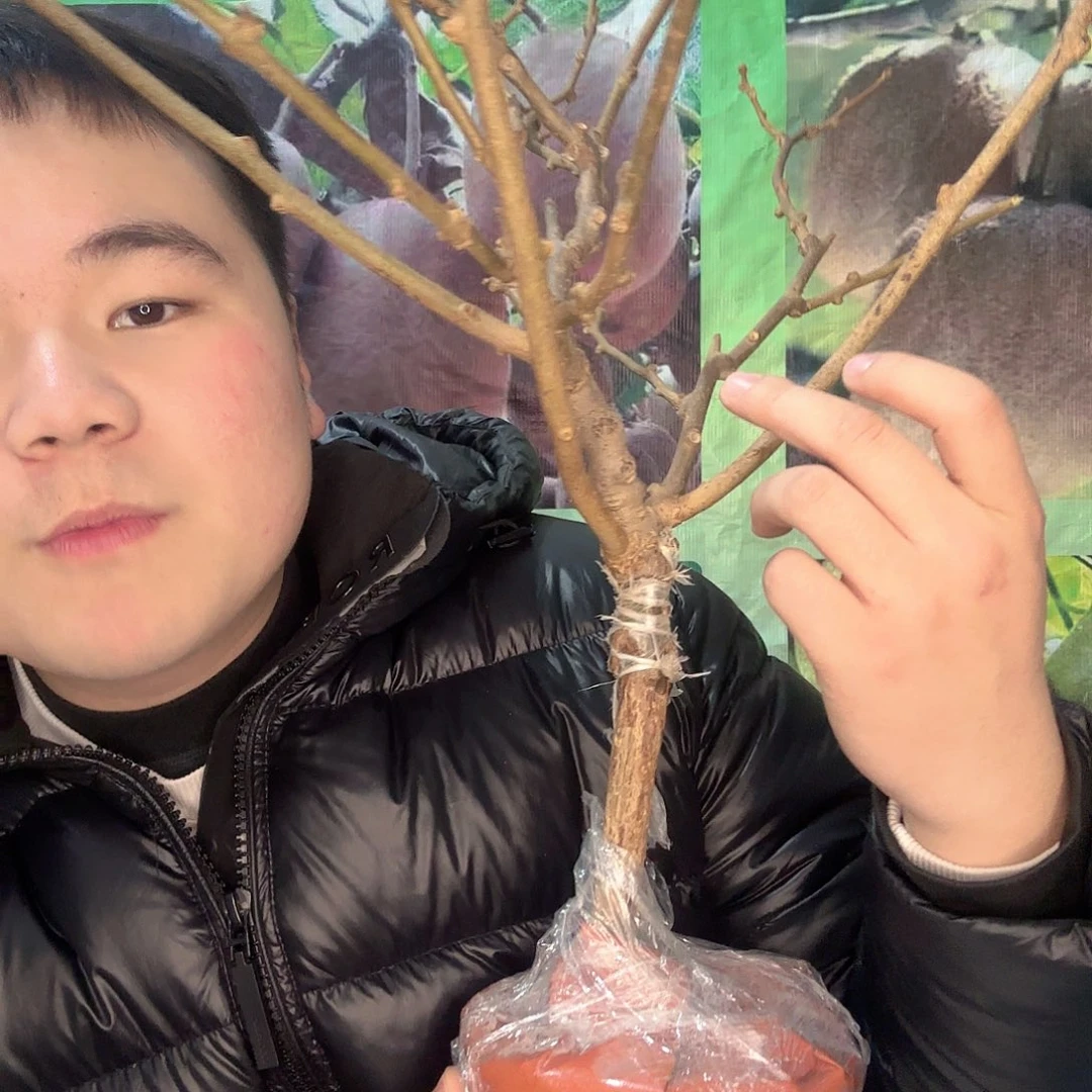 完全开放猕猴桃树苗两颗