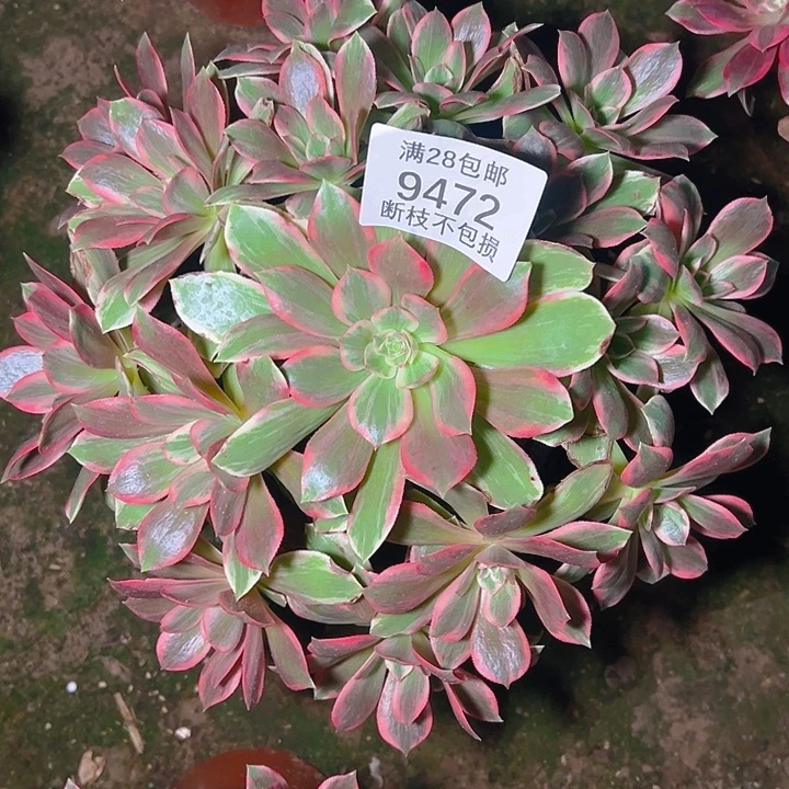 晨***动9472浣纱多肉植物