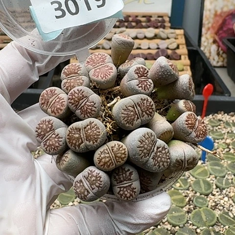 3019，切糕清框特价带盆