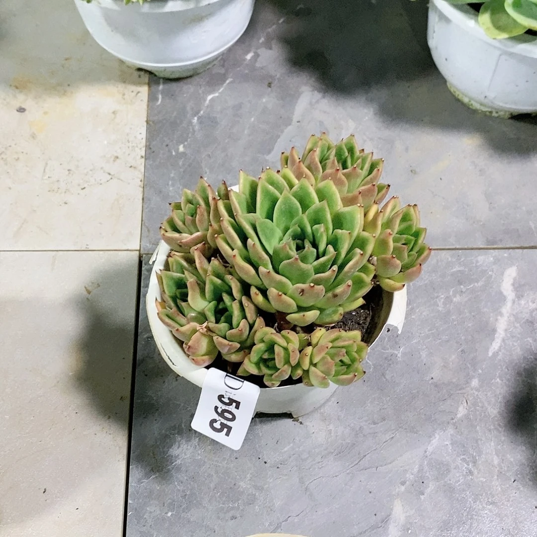 远****主595斗牛士杂多肉植物