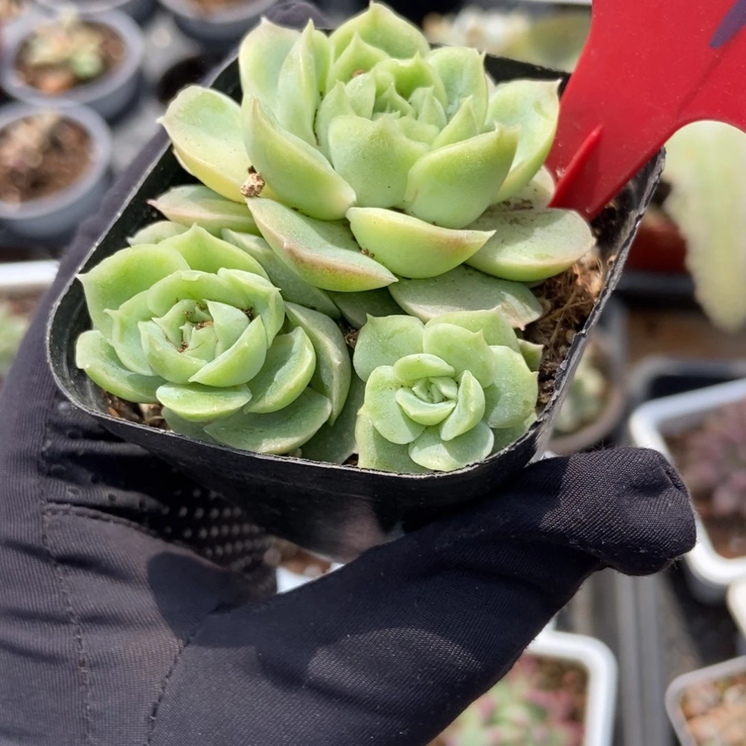 981虾饺多肉植物保护