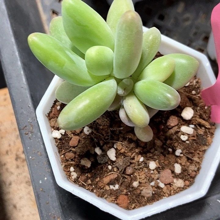 多肉芒果奶762多