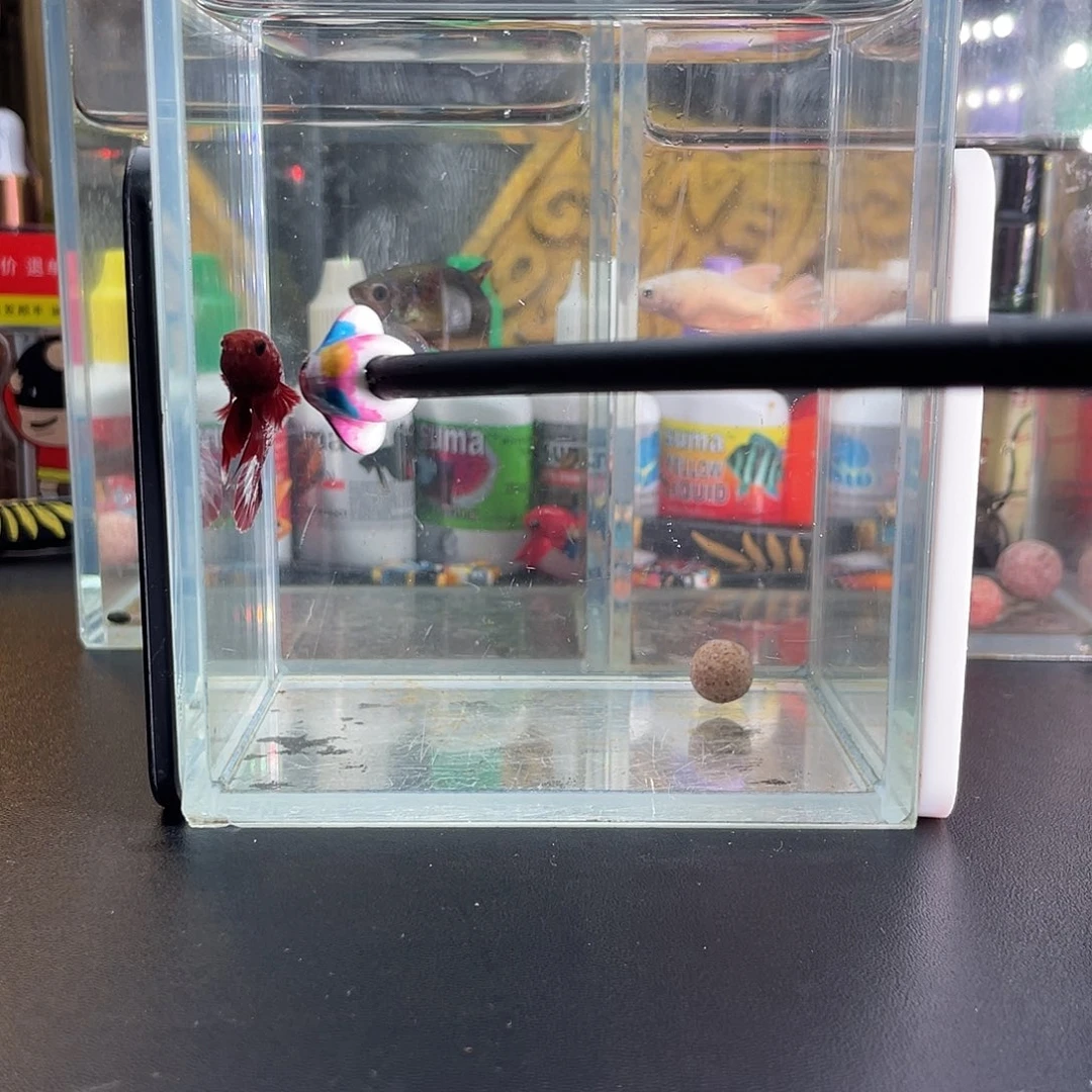 斗鱼8号115早fccp豹