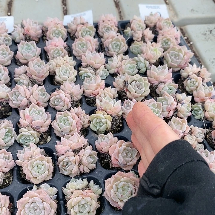 48-49 多肉植物盆栽花卉植物