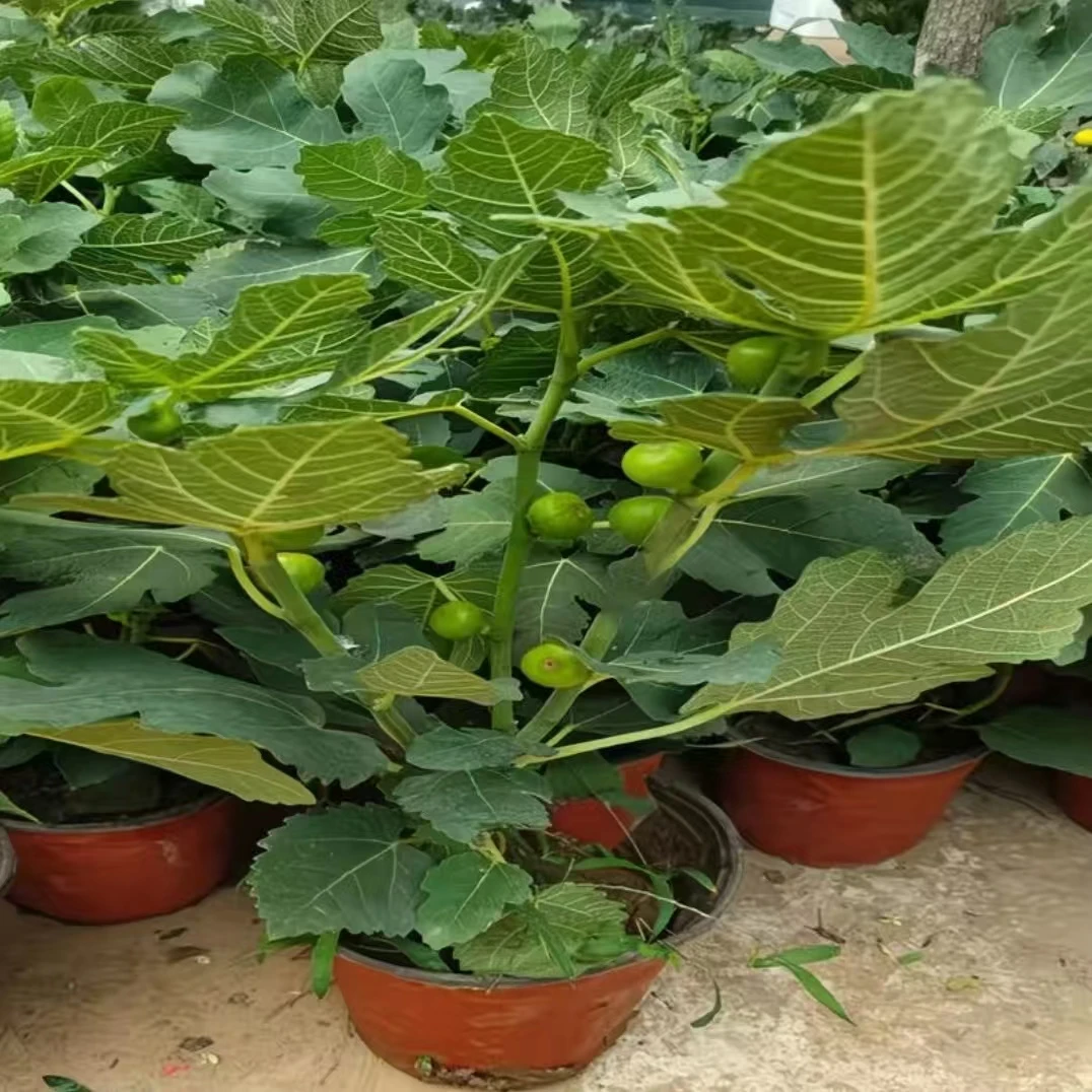 无花果盆栽果树苗带果发货南北方四季可种植耐热耐寒