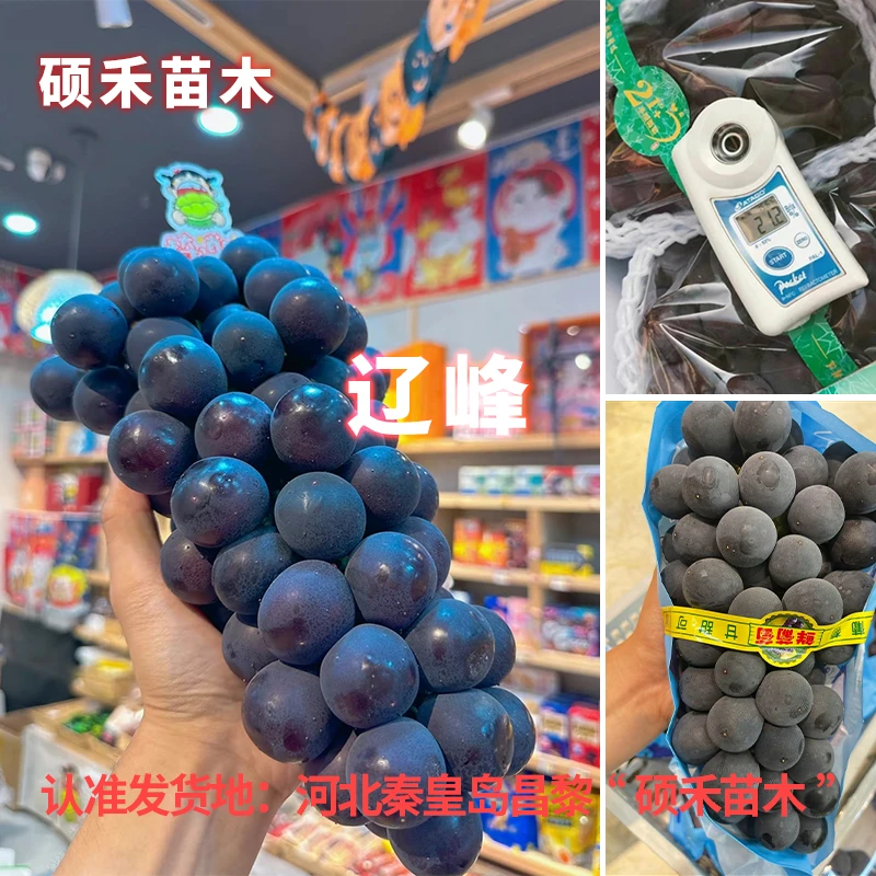 辽峰葡萄苗（自根扦插苗）【满29包邮】