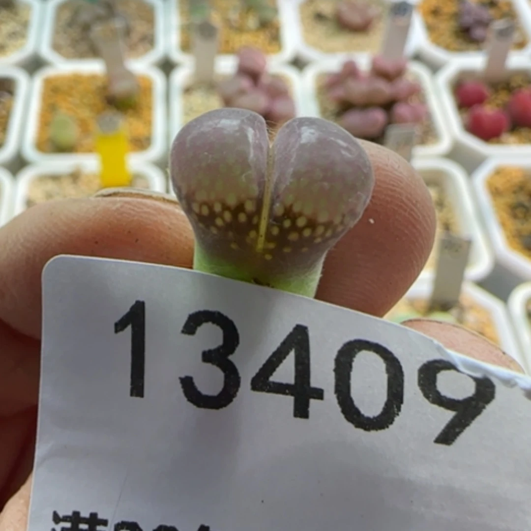 【闪购商品】是**?13409