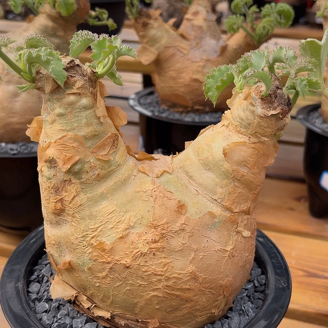 龙猫造型安哥拉葡萄