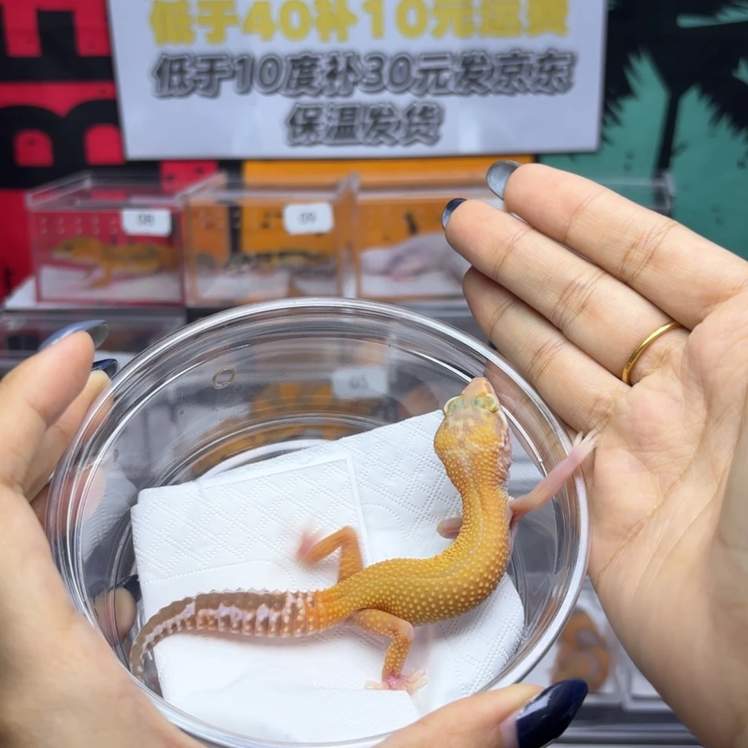 豹纹守宫无纹暴龙妹妹R019