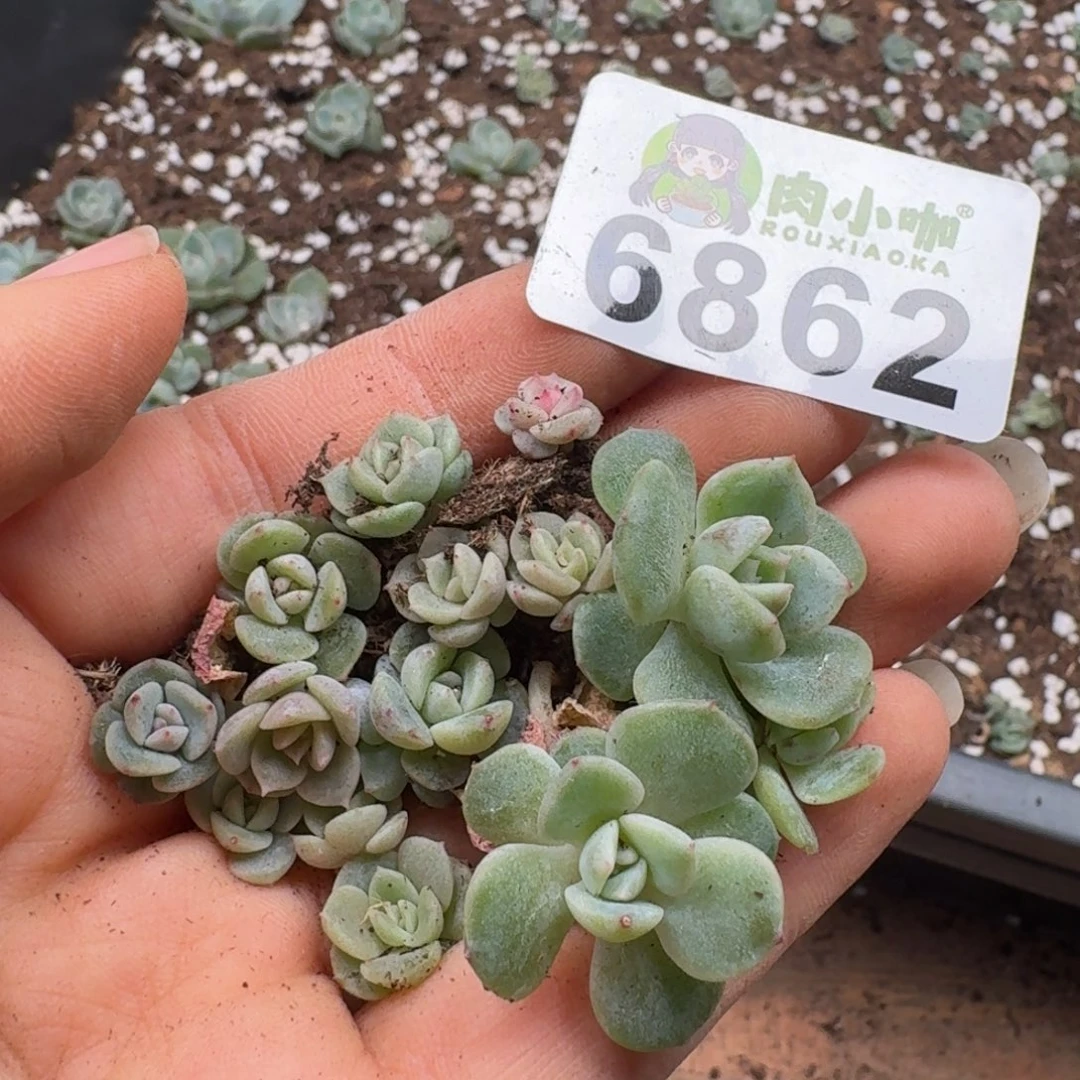 L***n多肉植物多肉植物