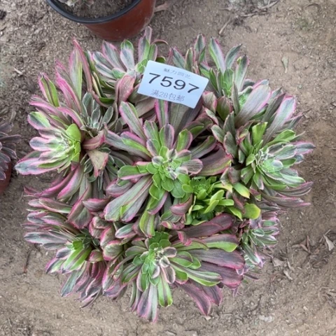 粉黛多肉多肉7597