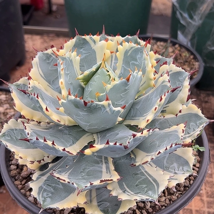 水***色龙舌兰多肉多肉植物