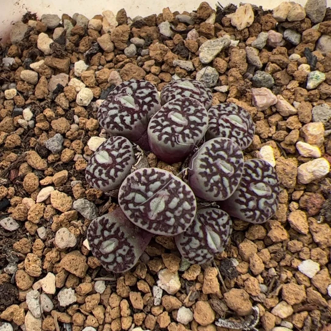 056号 墨 多肉植物
