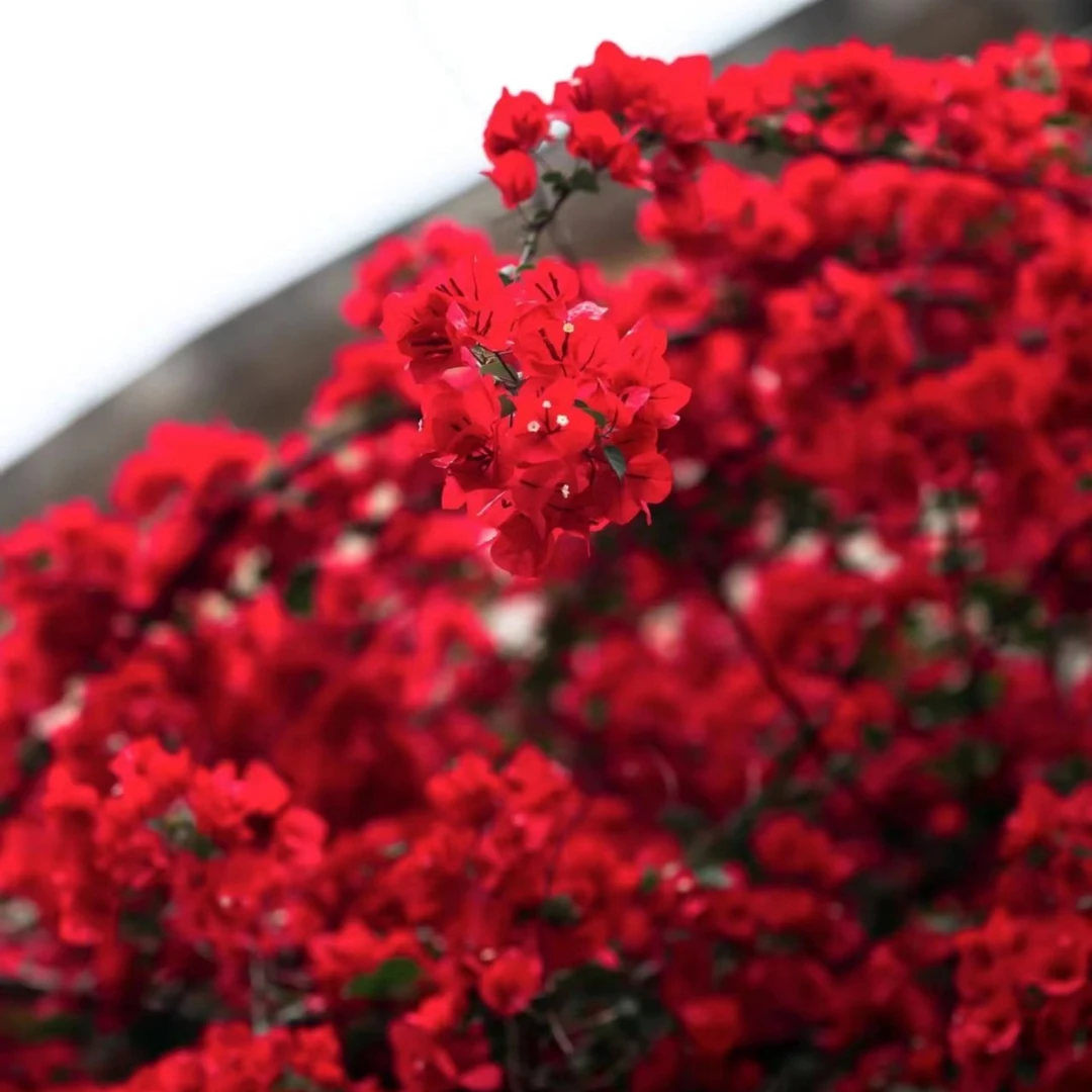 【中国红】三角梅h四季可爬藤可垂丝勤花阳台花卉