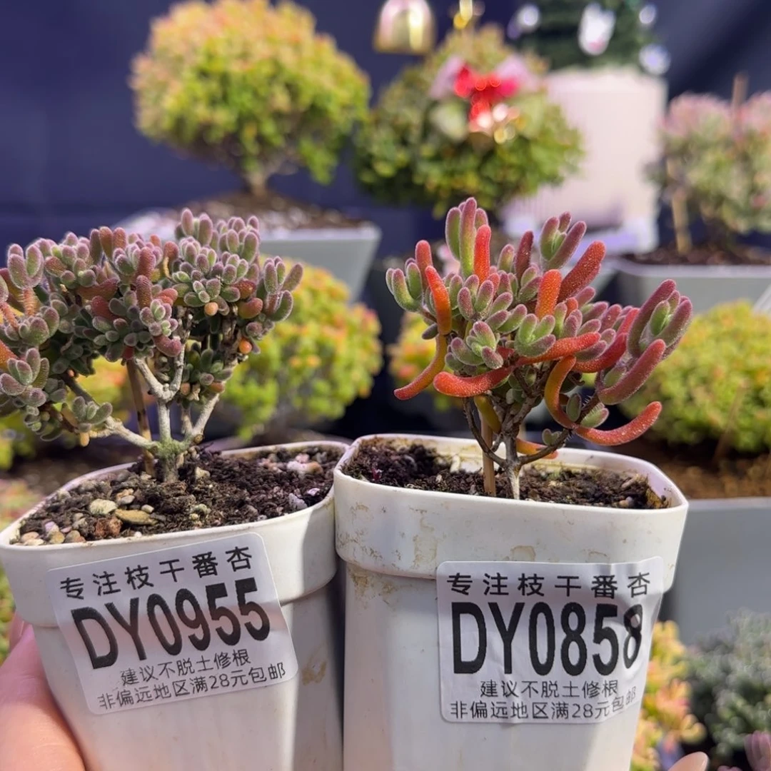 R***Qdy955和dy858两颗