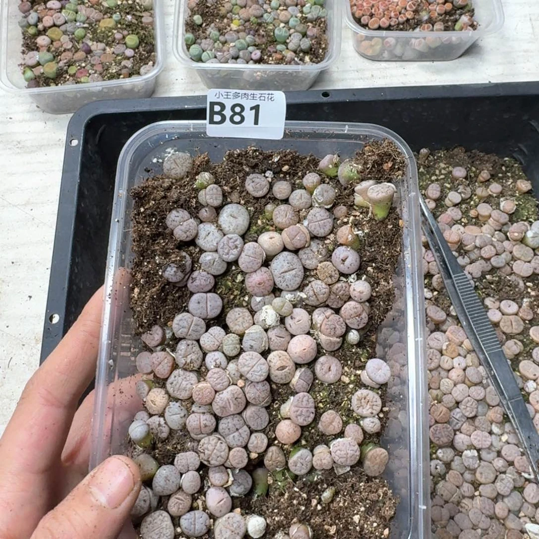 B81 荒混合一盒福利