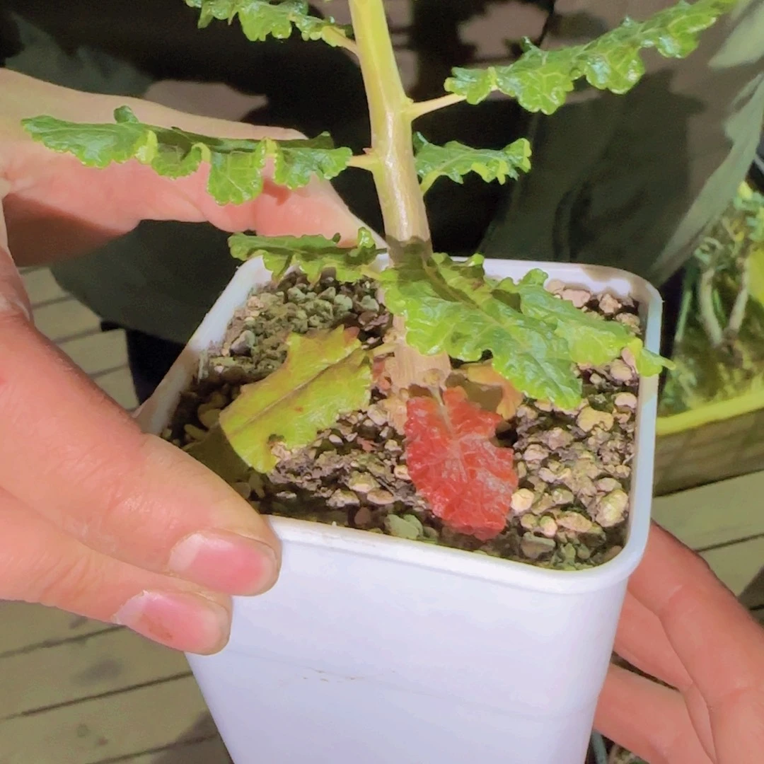 K***g块根植物块根植物