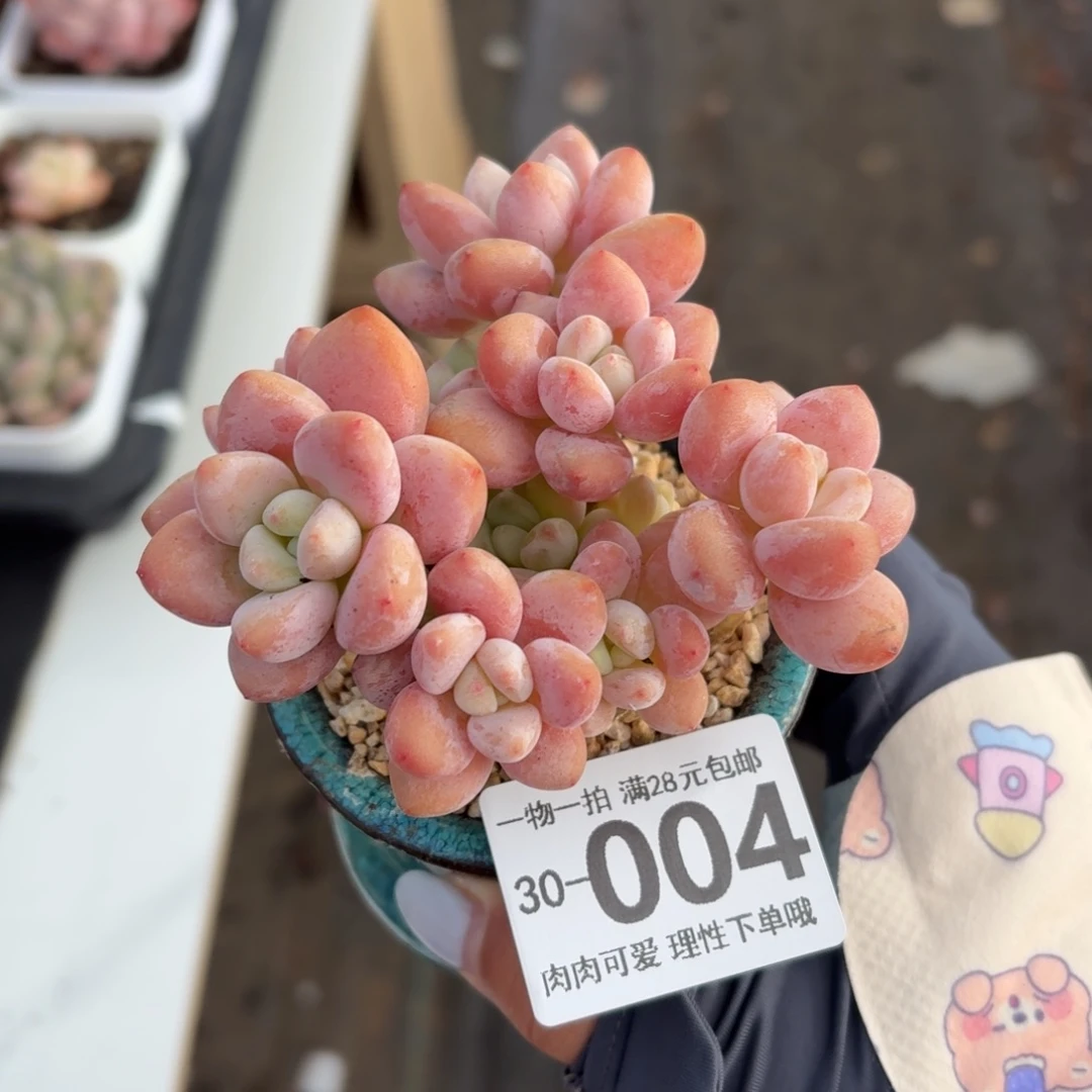 樱花洛神无盆土发货无