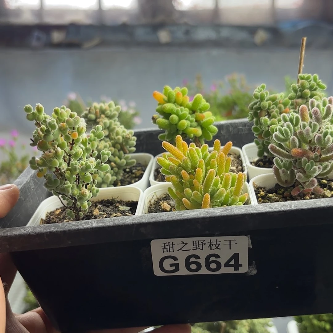 瑛*?664新手套餐组合