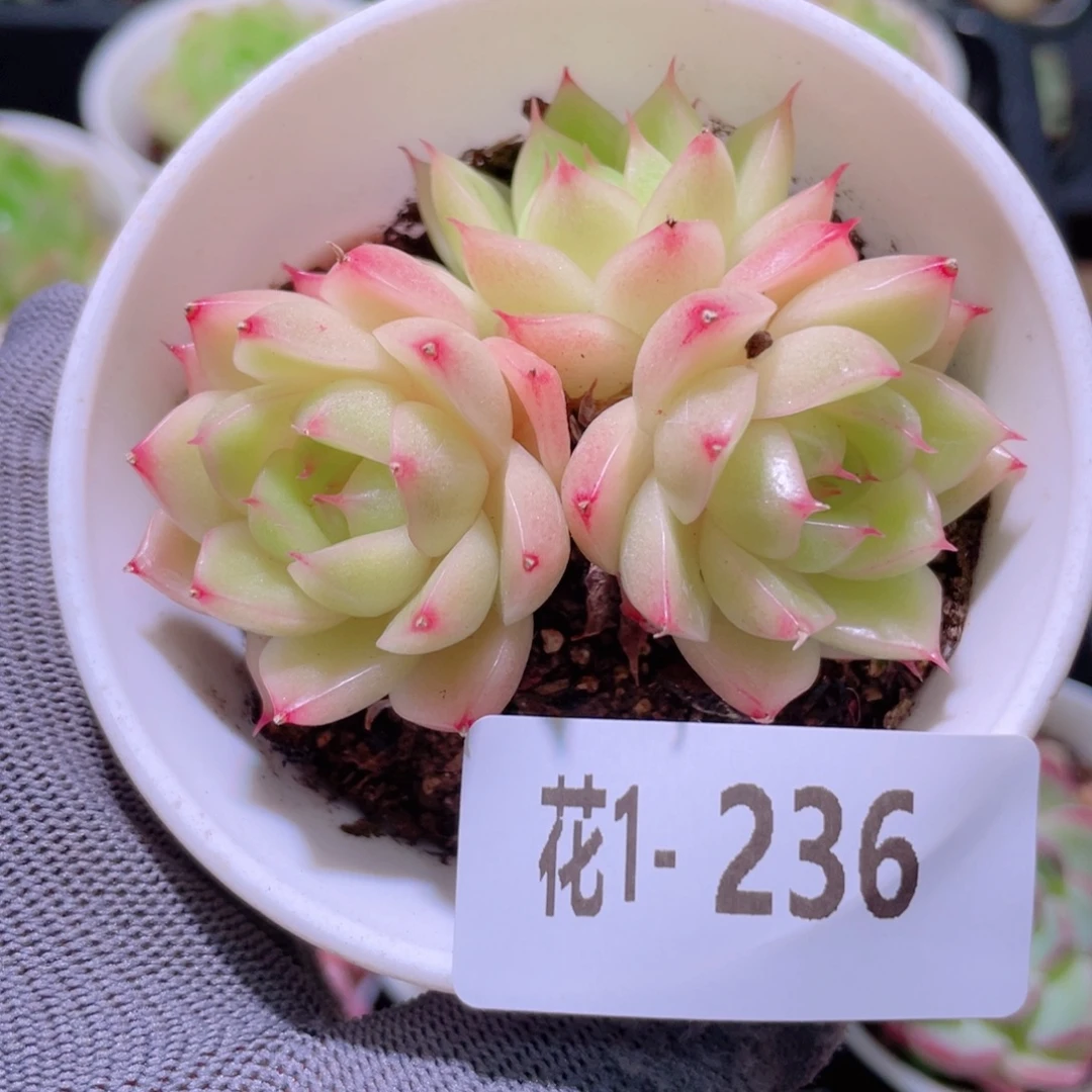 花利美 1-236麦秆